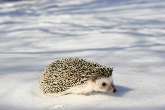 Hedgehog on the snow